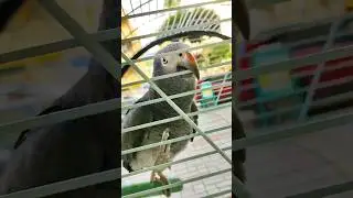 🇹🇷ПОПУГАЙ КЕША🦜 