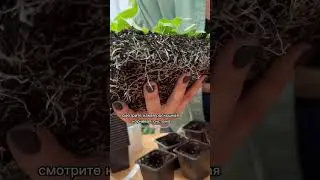 ПИКИРУЕМ ПЕТУНИЮ / о посеве смотрите в прошлых видео