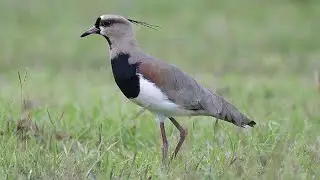Som Do Quero Quero