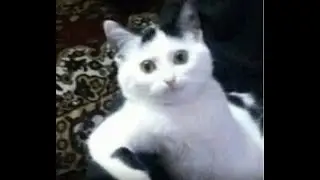 ядома