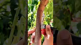 How to graft a plant using grafting tool | Budding | bud grafting #grafting #shorts #gardening