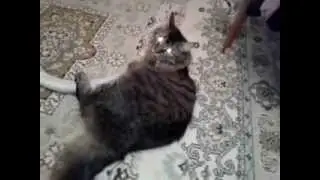 Кота засосало в пылесос