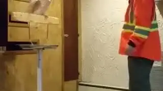 Попугай матерится из-за клетки