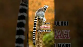 penghuni Madagaskar #primata #spesies #wildlife