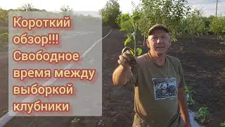 Planting hot pepper seedlings Safyan F1