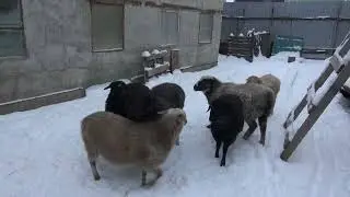 Воробьи, овечки, канарейки, и много снега.