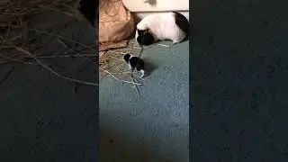 Baby Guinea Pig Scampering Around