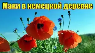 Маки в немецкой деревне! Украинцы в Германии.