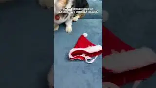 КАК ЛУНА ВЫБИРАЛА КОСТЮМ НА НОВЫЙ ГОД 🎄