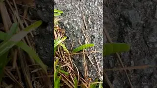 Captivating Discovery: Green Caterpillar On the Move! #beautiful #nature