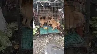 Belgian and German shepherd first day of breeding at Valencia Bukidnon🥰🦮🐕‍🦺