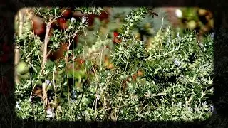 Sean Chapin - Little Dreams