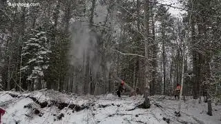 3 100 Foot Pines Come Down #basshogg #cottage #cool #chainsawman