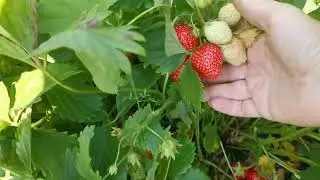 Анаис. Вкус выше всех похвал🥰🍭🍓!!!