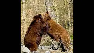Two bear🐻🐻 fighting||Brown bear||#shorts #brownbear #fight