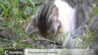 Кошка ест траву