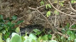 Jaguar killing large caiman 6/7 - Jaguar Research Center