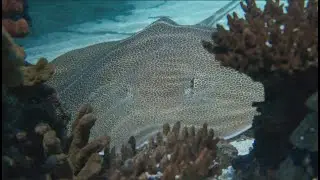 Dive Into ASMR: Animal Munchies at the Aquarium