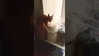 Стёпа проверяет все места, ищет грецкие орехи#2024#squirrel#animals#животные