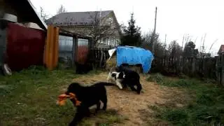 ньюфаундленд щенки