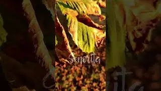 Shiny days with Senorita Font Cyrillic #шрифт #short #shortvideo #Shorts #cozy #autumn #font