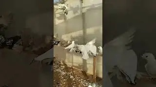 голубки