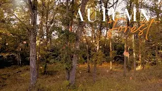 Autumn Forest Bliss: Falling Leaves, Birdsong, Meditation Music, and Serene Ambiance