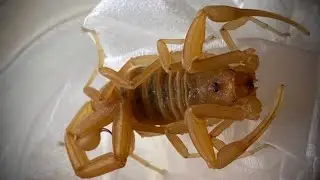 Collecting California's Most Toxic Scorpion