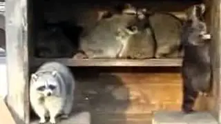 Вечеринка енотов