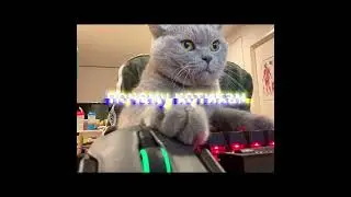 ПОЧЕМУ КОТИКАМ КОМПЬЮТЕРЫ НЕ НРАВЯТСЯ?