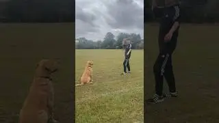 Fetch With Labrador #shorts #labrador #labradorlovers #labradorshorts #fetch #doglovers #dogwalk