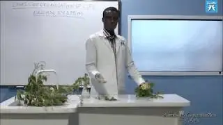 LRLO 11   Organ Systems in Plants
