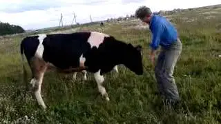 тореодор по русски