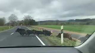 Des sangliers sur la route à Kehlen