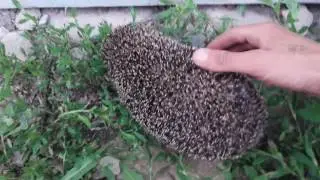 Кот и Ёжик.