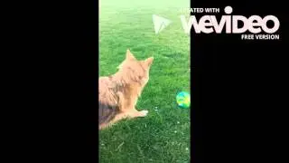 Monty the footballer dog
