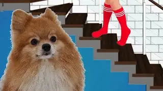 Я построила СЕКРЕТНУЮ КОМНАТУ для СОБАКИ !