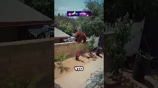 Девушка спасла собак 😮
