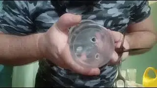 рабиния розовая ( лжеакация). Часть 2