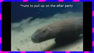Runs to pull up | ok i pull up capybara