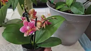 Мои Хойи, Новый цимбидиум, и два новых Фалика....и моё Новое хобби...😆