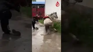 Funny Horse Riding Fail 🤣🤣| Rare Animal Videos | #viral #animals #horse #funnyvideo #trending
