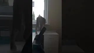 Дикая киса рвётся на свободу🐆