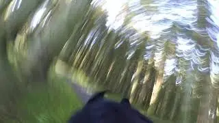 Black Labrador runs around forest