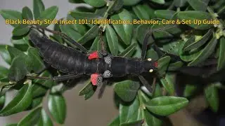 Black Beauty Stick Insect 101 | Identification, Behavior, Care & Set-Up Guide 