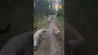 Хорошего дня  всем.            #передержкасобак #дрессировка #goldenretriever #лес