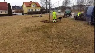 Trädringar skapas i Eskilstuna