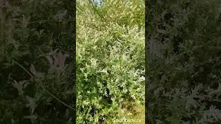 Ива Хакуро Нишики в нашем саду прекрасно растет