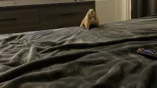 playful doug
