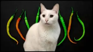 Red Hot Chili Peppers - Californication - Cats Parody